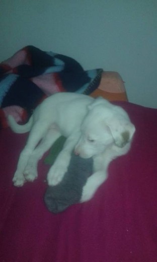 niebla con 2 meses esta siempre tumbada es una baga 